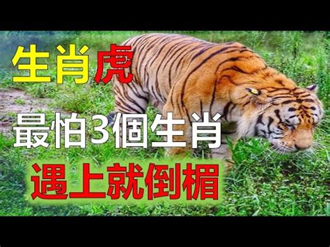 屬虎禁忌喪事|屬虎的人不能參加婚禮喜慶？專家揭「避白虎」禁忌之。